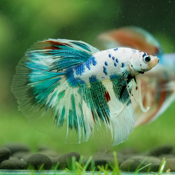 Galaxy/Candy Koi Halfmoon - 13 weeks old