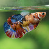 Multicolor/ Galaxy Koi Plakat- Female- 13 Weeks Old