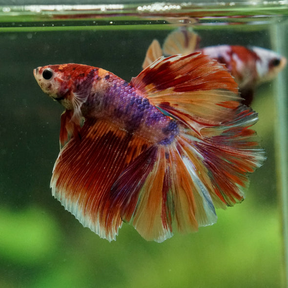 Galaxy/Candy Koi Halfmoon - 14 weeks old