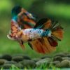 Multicolor/ Galaxy Koi Halfmoon- Female- 13 Weeks Old