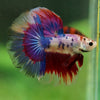 Galaxy/Candy Koi Halfmoon - 11 weeks old