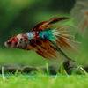 Galaxy/Candy Koi Halfmoon - 14 weeks old