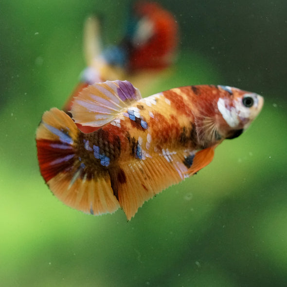 Multicolor/ Galaxy Koi Plakat- Female- 13 Weeks Old