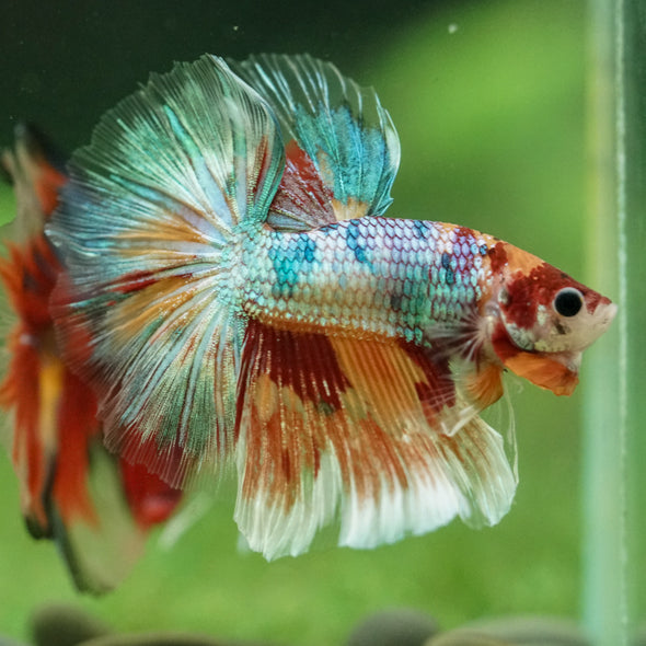 Galaxy/Candy Koi Halfmoon - 11 weeks old