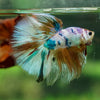 Galaxy/Candy Koi Halfmoon - 13 weeks old