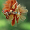 Galaxy/Candy Koi Halfmoon - 14 weeks old