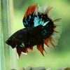 Black Base Galaxy/Candy Koi Halfmoon - 14 weeks old