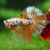 Galaxy/Candy Koi Halfmoon - 14 weeks old
