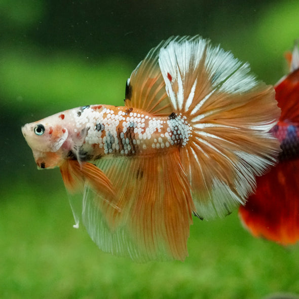 Galaxy/Candy Koi Halfmoon - 14 weeks old