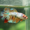 Multicolor/ Galaxy Koi Halfmoon - Female- 13 Weeks Old