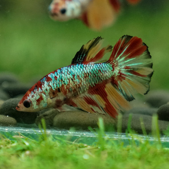 Multicolor/ Galaxy Koi Halfmoon- Female- 13 Weeks Old