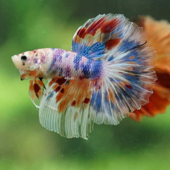 Galaxy/Candy Koi Halfmoon - 14 weeks old