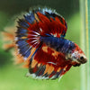 Galaxy/Candy Koi Halfmoon - 14 weeks old