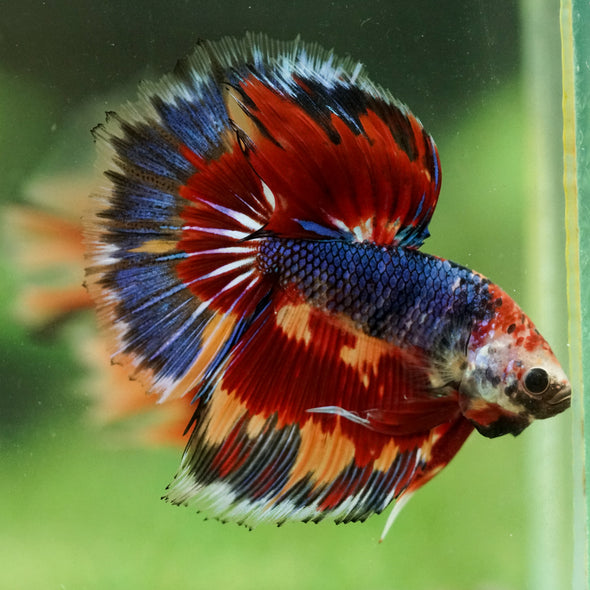 Galaxy/Candy Koi Halfmoon - 14 weeks old