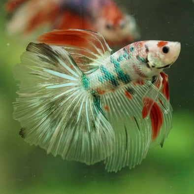 Galaxy/Candy Koi Halfmoon - 14 weeks old