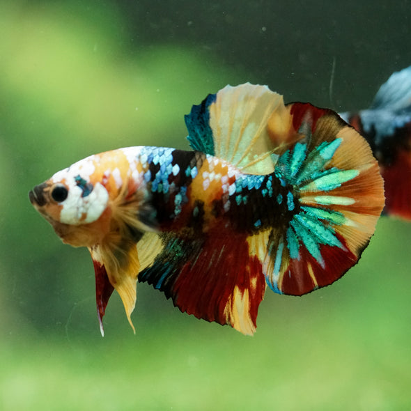 Multicolor/Galaxy Koi Plakat -16 weeks Old
