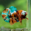 Multicolor/Galaxy Koi Plakat -16 weeks Old