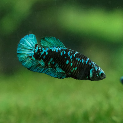 Black Galaxy Koi Plakat (Avatar) - Female- 13 Weeks Old