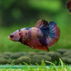 Multicolor/Galaxy Koi Plakat -13 weeks Old