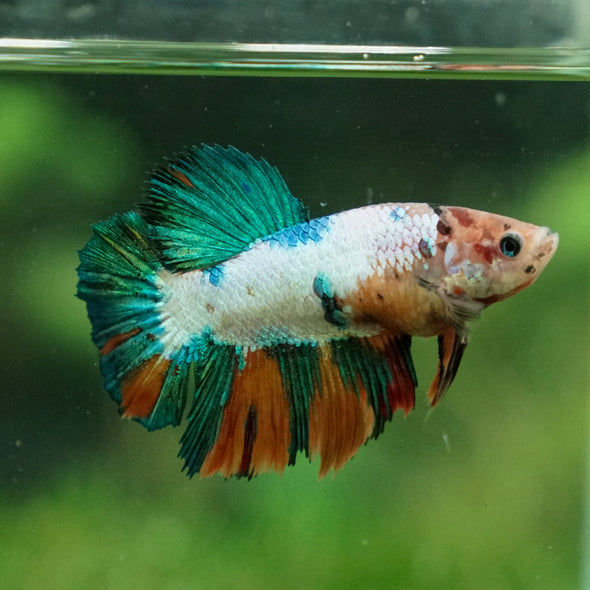 Multicolor/ Galaxy Koi Halfmoon- Female- 13 Weeks Old