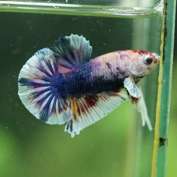 Multicolor/Galaxy Koi Plakat -10 weeks Old