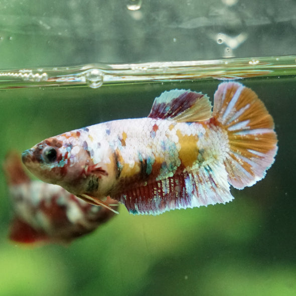 Multicolor/ Galaxy Koi Plakat - Female- 13 Weeks Old