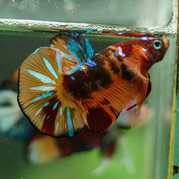 Multicolor/Galaxy Koi Plakat -16 weeks Old