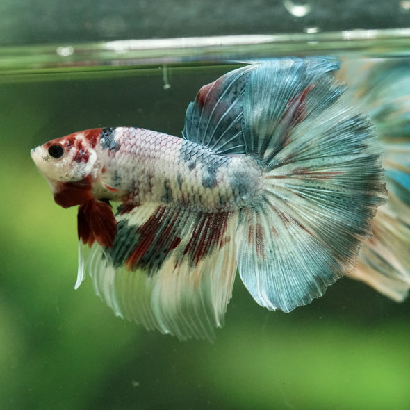 Galaxy/Candy Koi Halfmoon - 11 weeks old