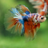 Galaxy/Candy Koi Halfmoon - 14 weeks old