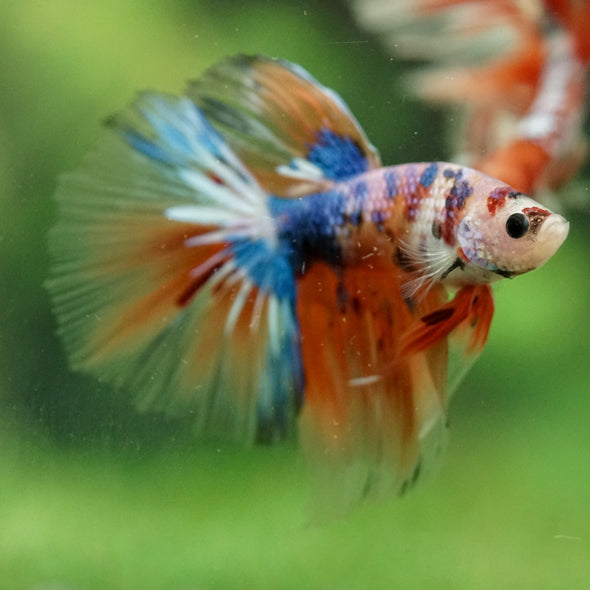 Galaxy/Candy Koi Halfmoon - 14 weeks old