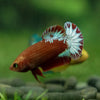 Red Fancy Plakat 13 Week Old- Female
