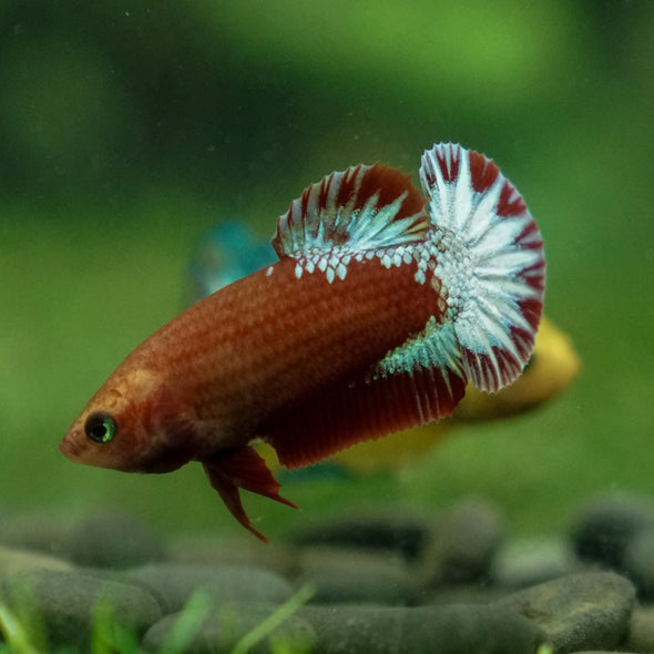 Red Fancy Plakat 13 Week Old- Female