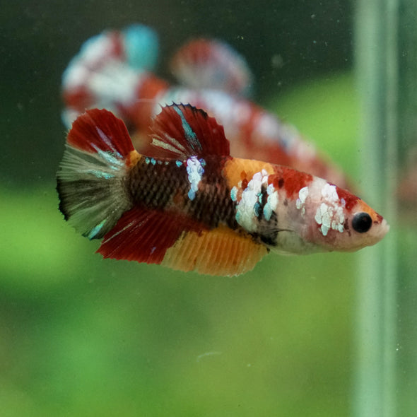 Multicolor/ Galaxy Koi Plakat- Female- 13 Weeks Old