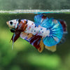 Multicolor/Galaxy Koi Plakat -13 weeks Old