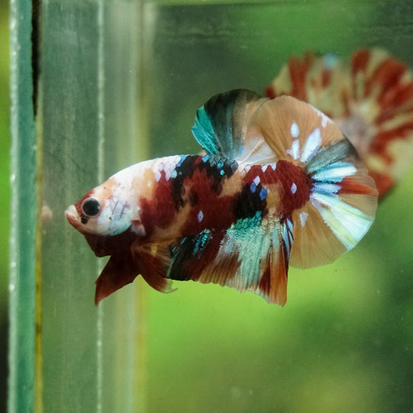 Multicolor/Galaxy Koi Plakat -16 weeks Old