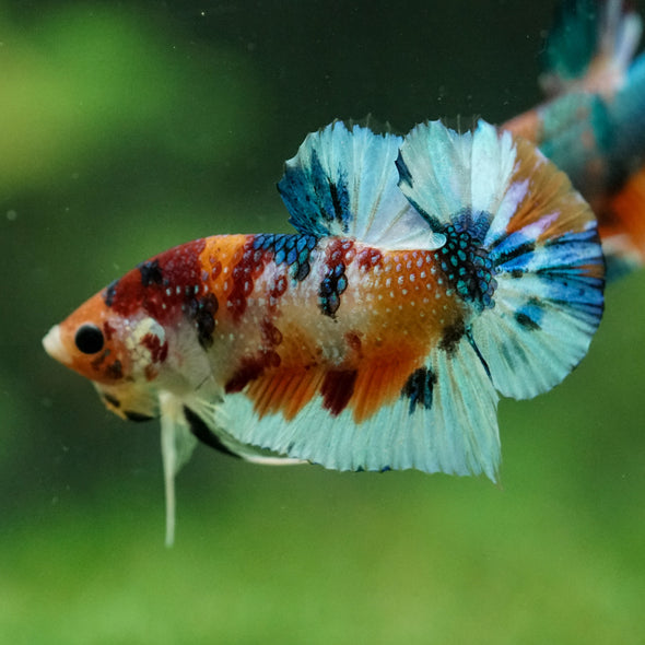 Multicolor/Galaxy Koi Plakat -16 weeks Old