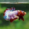 Multicolor/Galaxy Koi Plakat -13 weeks Old