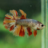 Multicolor/ Galaxy Koi Halfmoon- Female- 13 Weeks Old