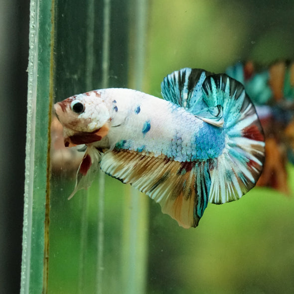 Multicolor/Galaxy Koi Plakat -16 weeks Old
