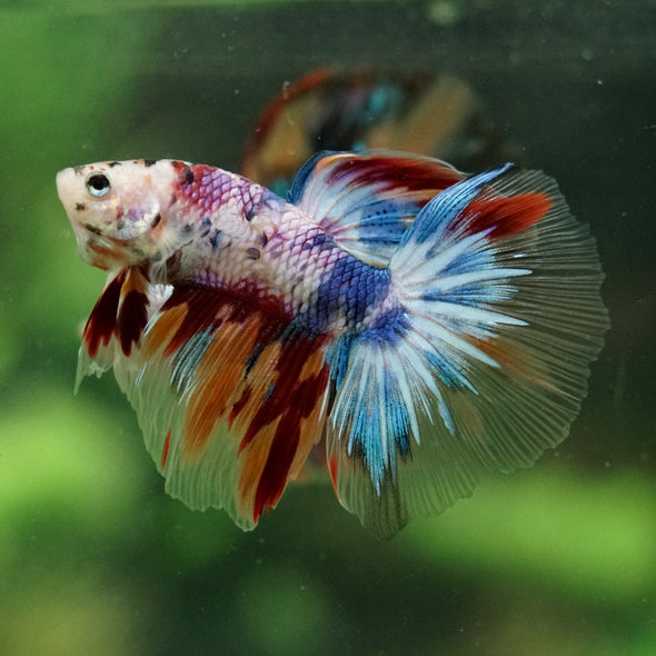 Galaxy/Candy Koi Halfmoon - 14 weeks old