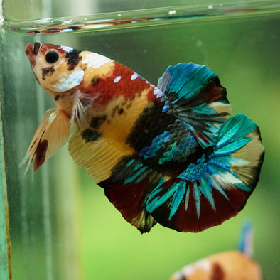 Multicolor/Galaxy Koi Plakat -16 weeks Old