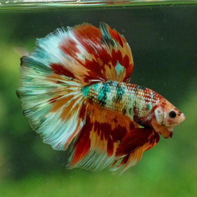 Galaxy/Candy Koi Halfmoon - 13 weeks old