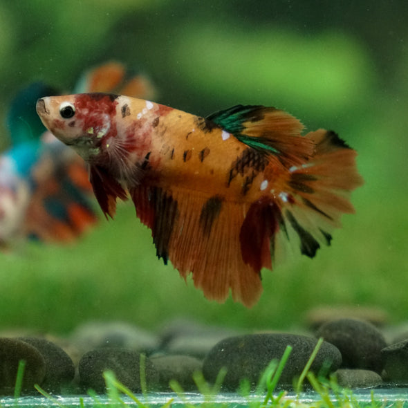 Multicolor/ Galaxy Koi Halfmoon- Female- 13 Weeks Old