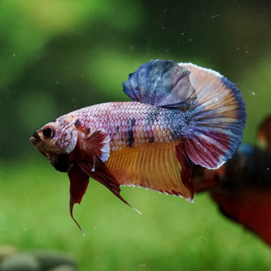 Multicolor/Galaxy Koi Plakat -16 weeks Old