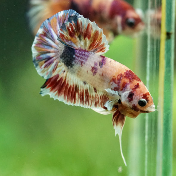 Multicolor/Galaxy Koi Plakat -14 weeks Old