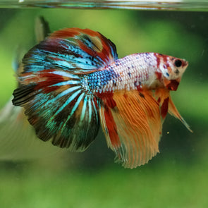 SOLD BETTAS – Page 4 – Betta Squad USA, LLC.