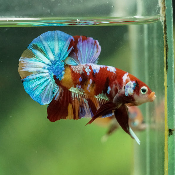 Multicolor/Galaxy Koi Plakat -15 weeks Old