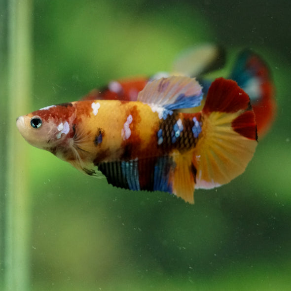 Multicolor/ Galaxy Koi Plakat- Female- 13 Weeks Old