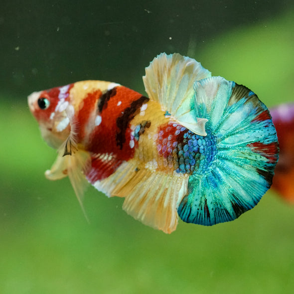 Multicolor/Galaxy Koi Plakat -16 weeks Old