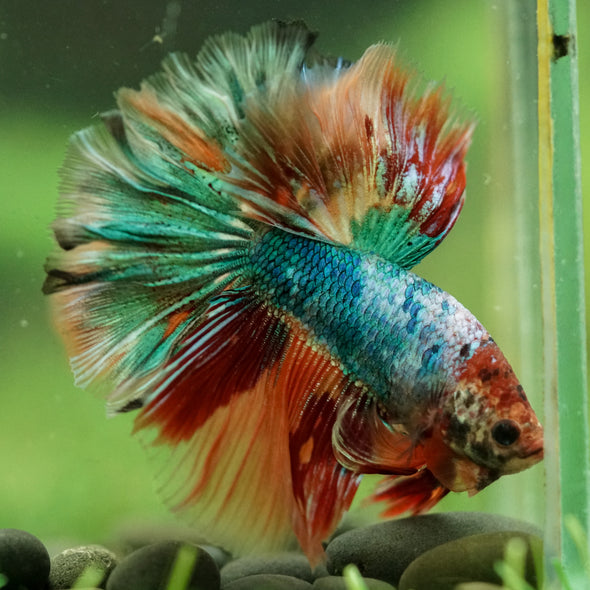 Galaxy/Candy Koi Halfmoon - 14 weeks old